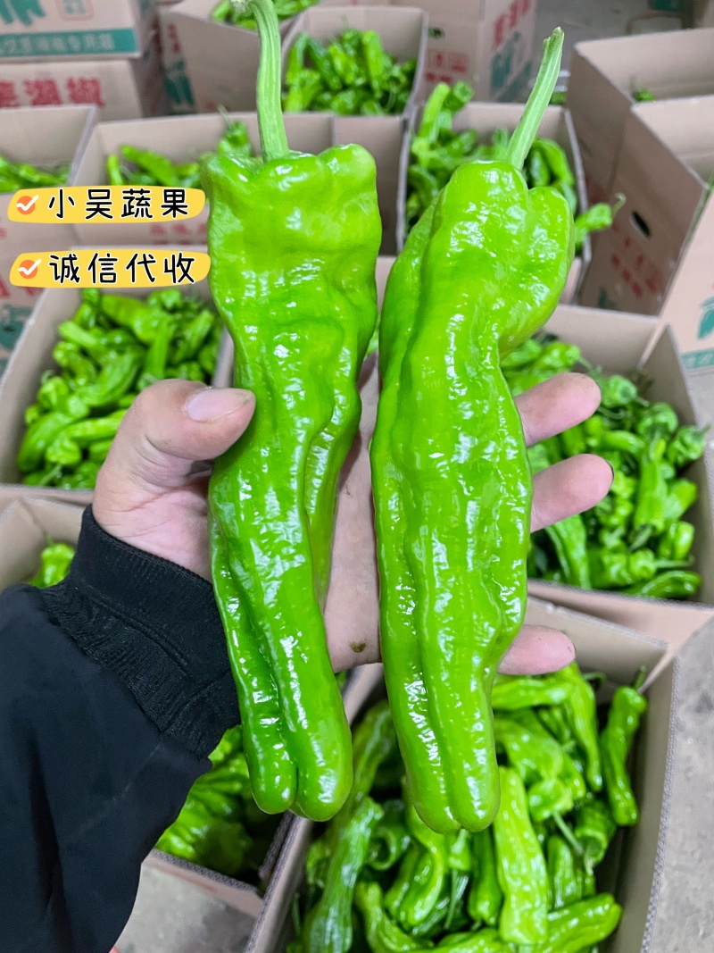 江苏青椒上市中，欢迎市场商超批发