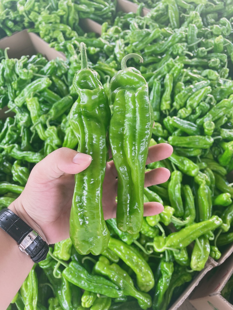 江苏青椒上市中，欢迎市场商超批发