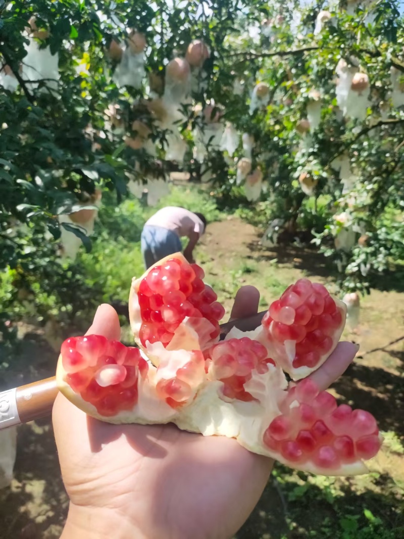 正宗蒙自甜石榴