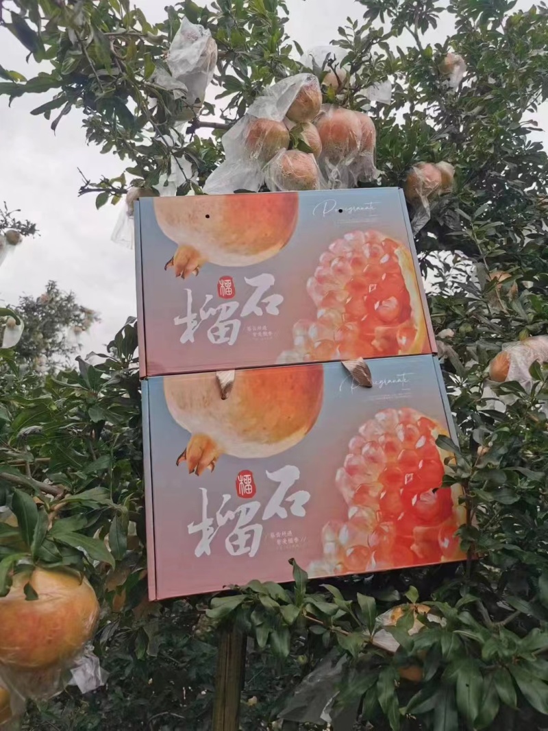 正宗蒙自甜石榴
