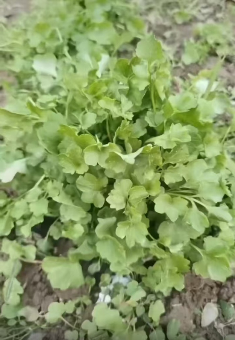 猫爪草野生苗新采摘，抗病毒强.纯活率高紫杆秧苗子
