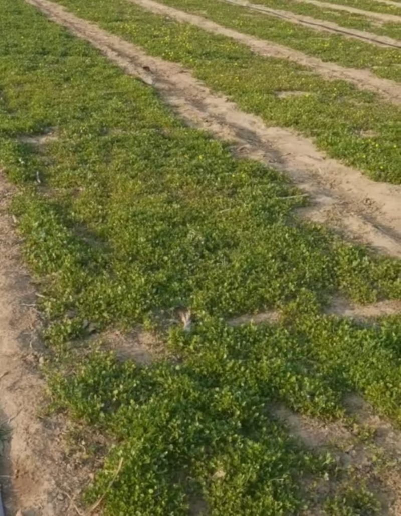 猫爪草野生苗新采摘，抗病毒强.纯活率高紫杆秧苗子