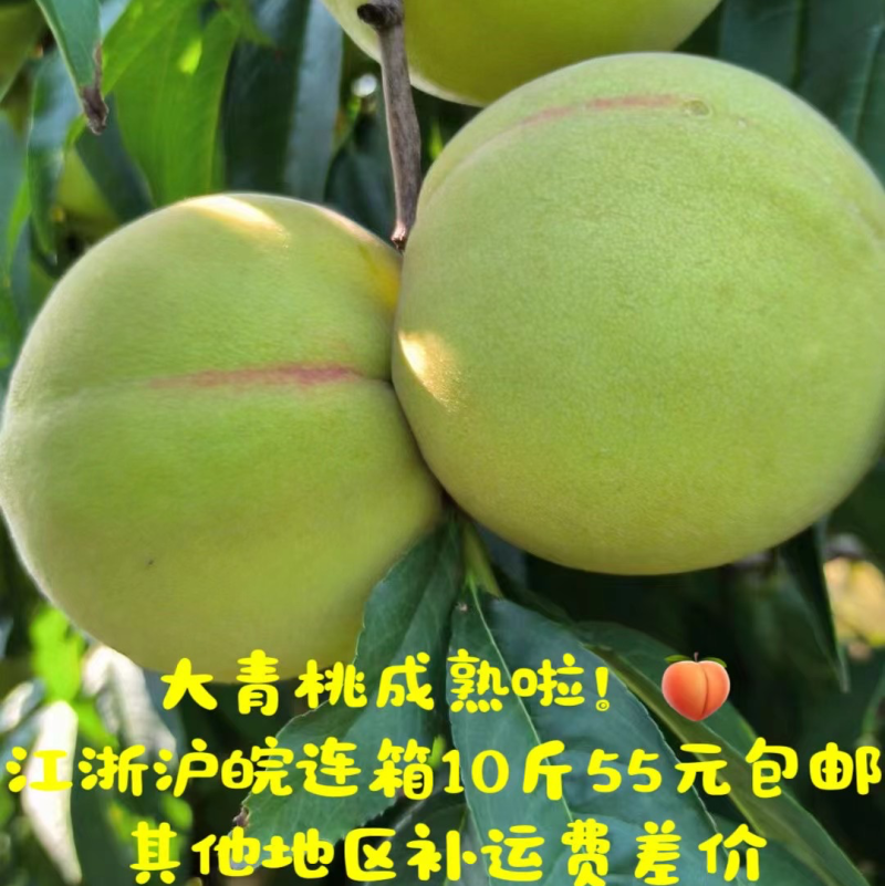 青脆桃鹰嘴桃