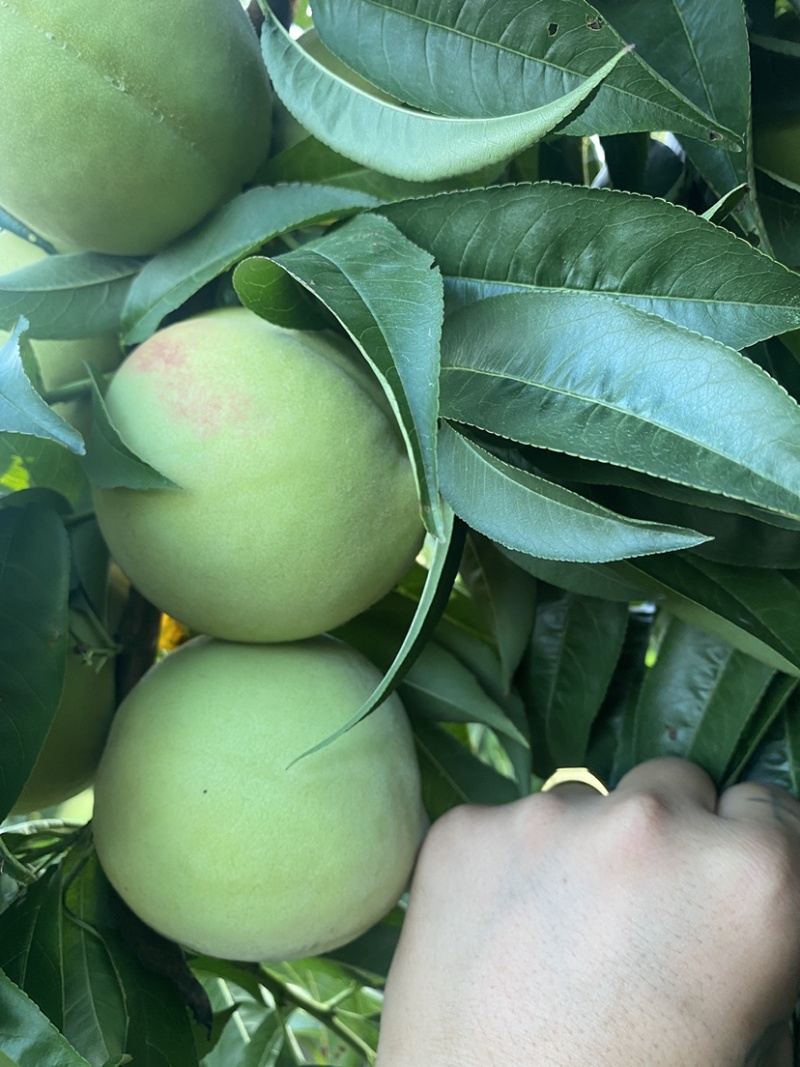 青脆桃鹰嘴桃