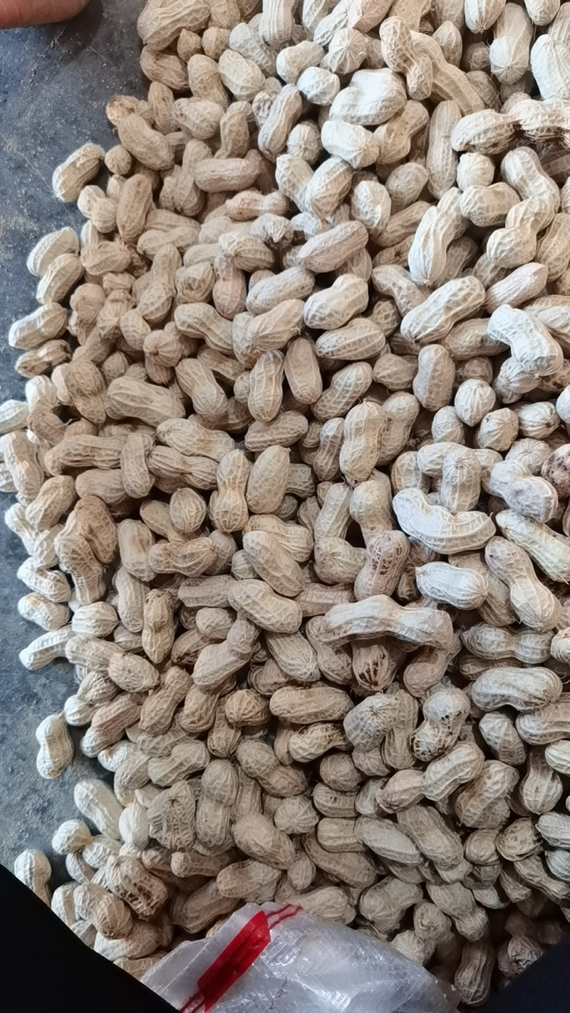 机洗白米花生，泥子花生大量供应，需要联系，基地每天发货