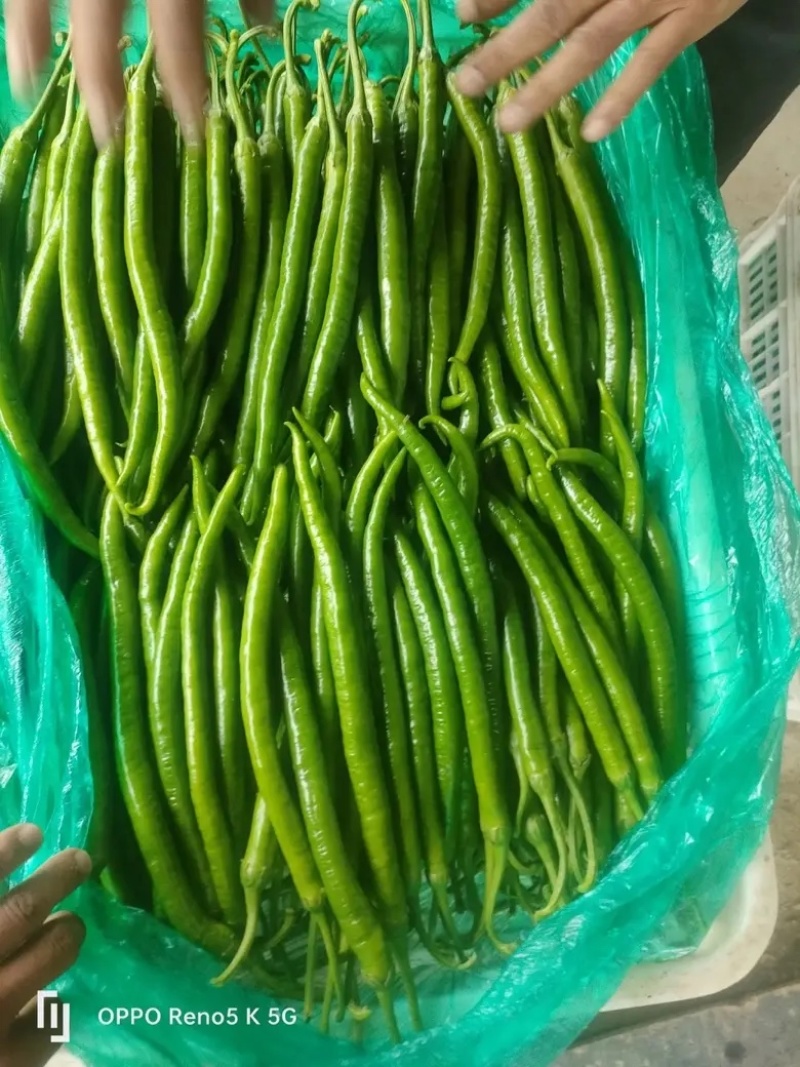 线椒山东优质线椒产地大降价现摘现发对接电商批发商
