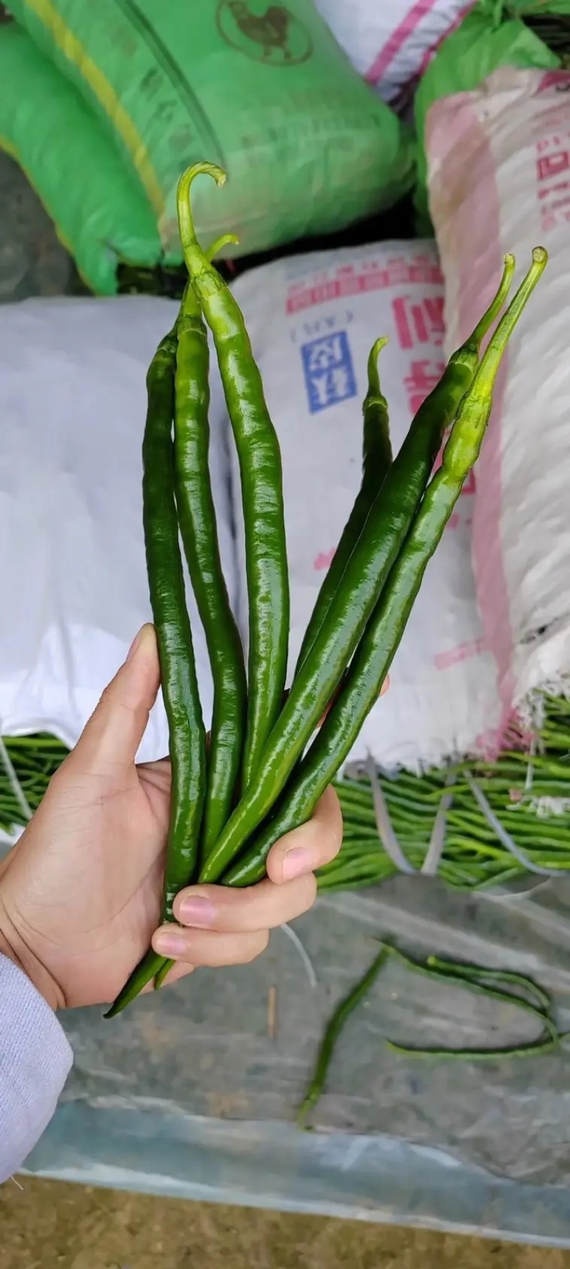 线椒山东优质线椒产地大降价现摘现发对接电商批发商