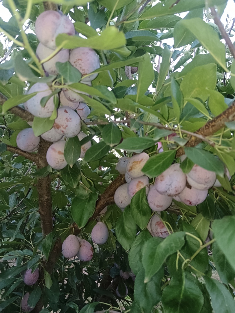 法兰西西梅苗，蓝西梅苗