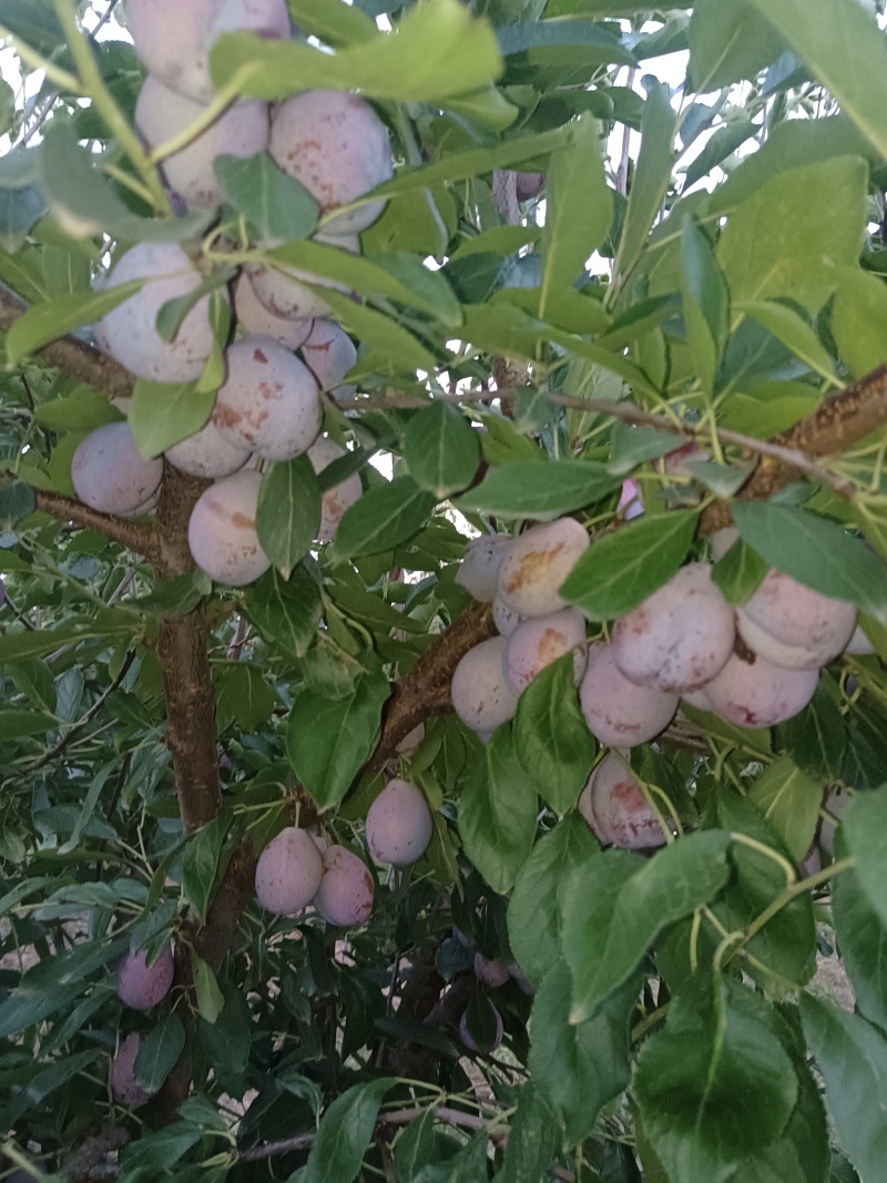 法兰西西梅苗，蓝西梅苗