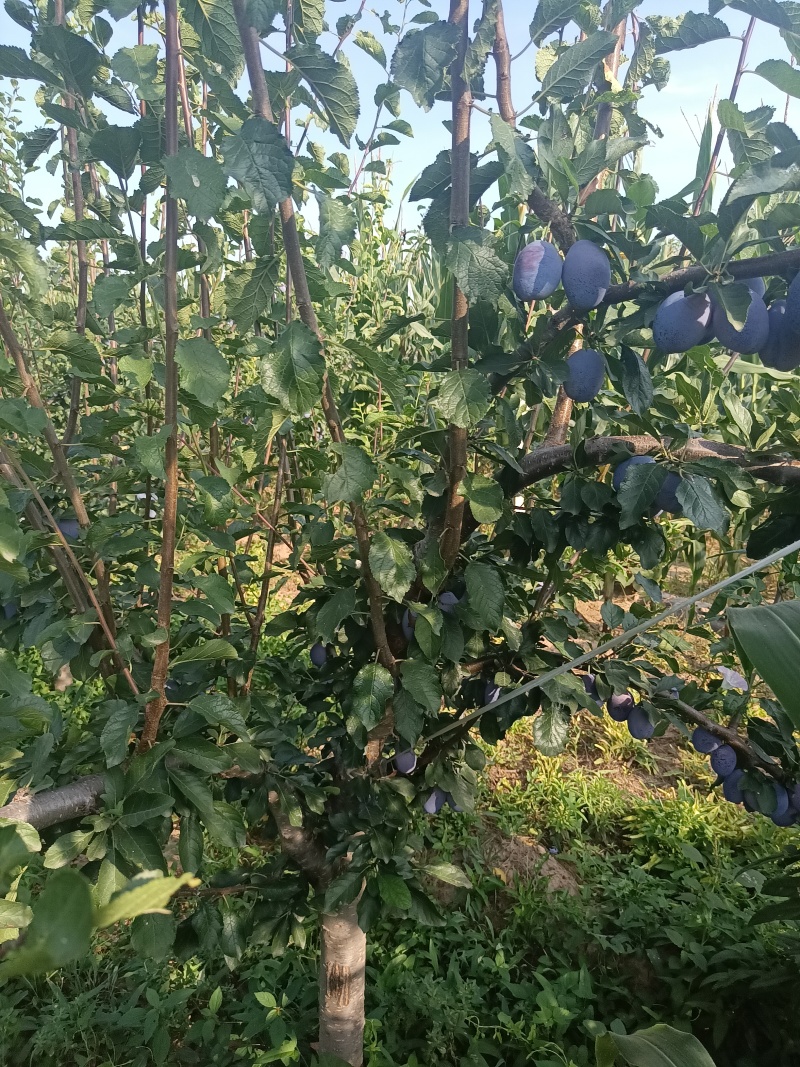 法兰西西梅苗，蓝西梅苗