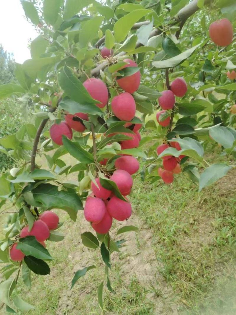 精品鸡心果大量供应对接全国各大市场电商商超欢迎来电