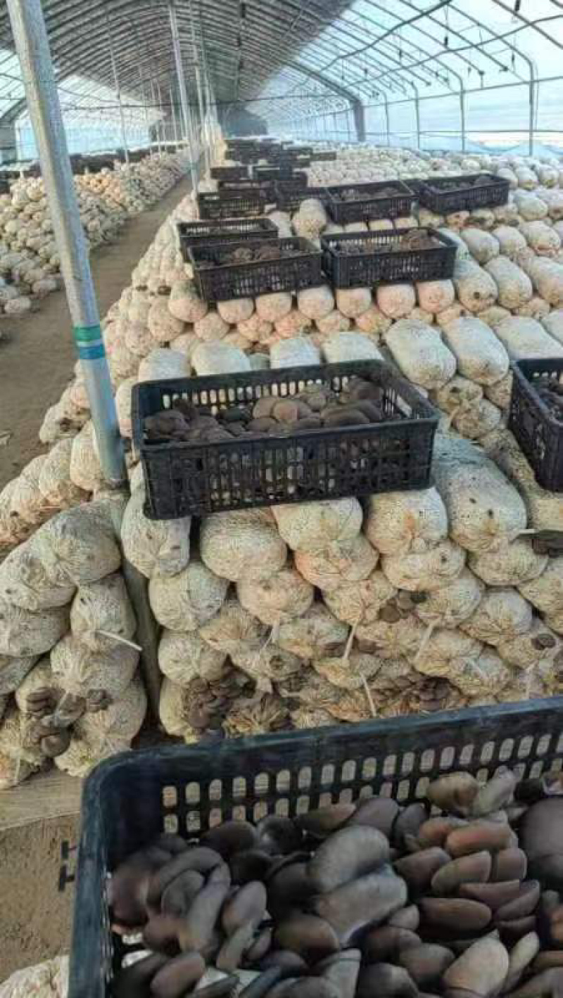 聊城平菇产区支持各种包装一手货源直供商超电商
