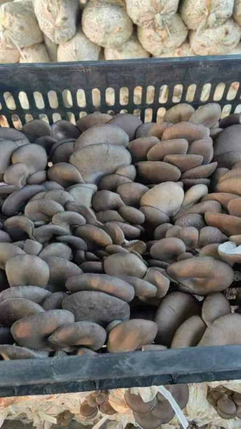 聊城平菇产区支持各种包装一手货源直供商超电商