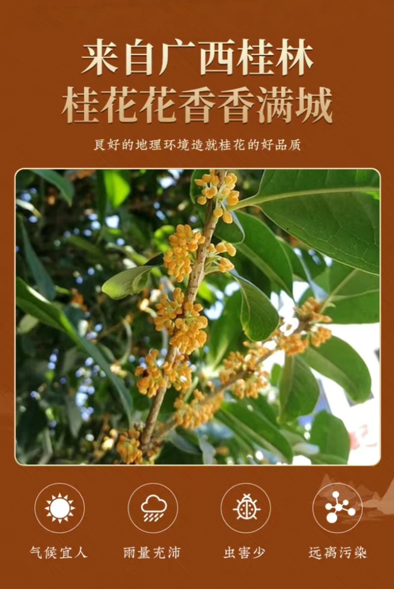 桂林厂家干桂花微波烘干5A等级品质散装批发