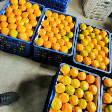 湖北蜜橘大量上市品质保证一手货源量大从优