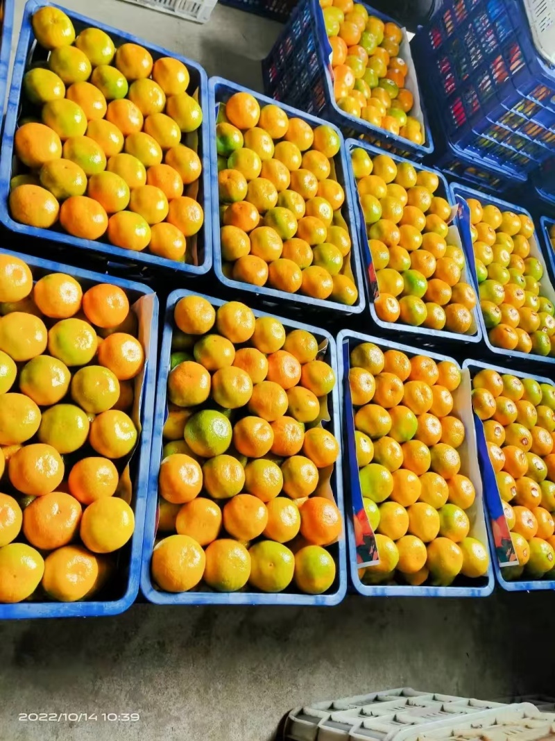 湖北蜜橘大量上市品质保证一手货源量大从优