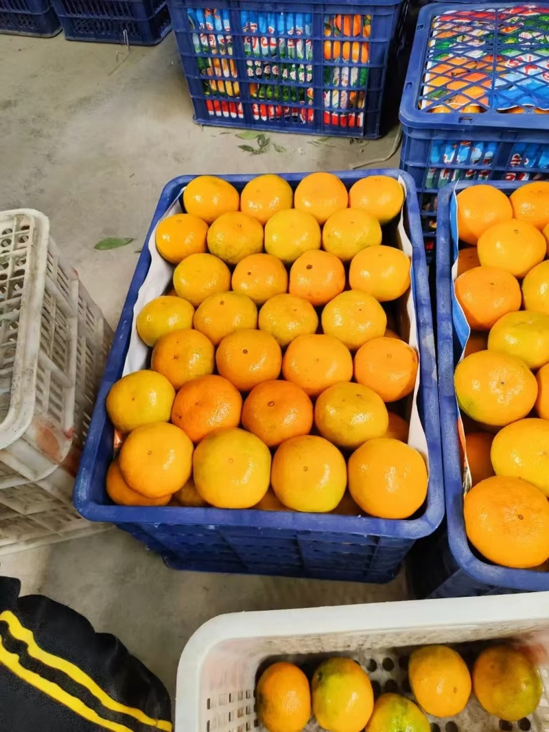 湖北蜜橘大量上市品质保证一手货源量大从优