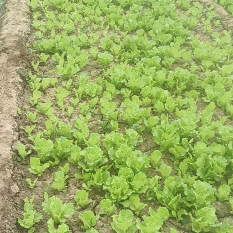 罗马生菜苗大量上市，欢迎采购