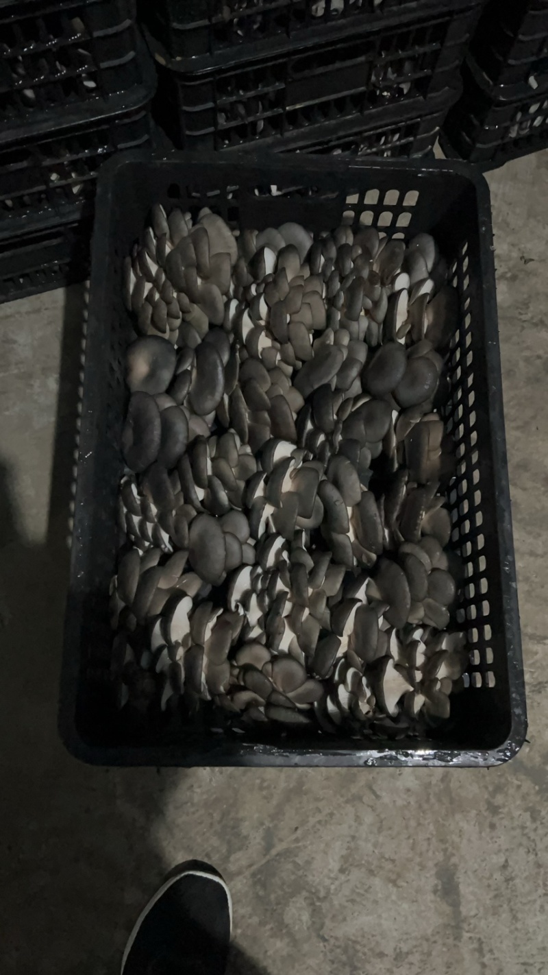 聊城【沙镇平菇蘑菇基地大量上市】量大从优，