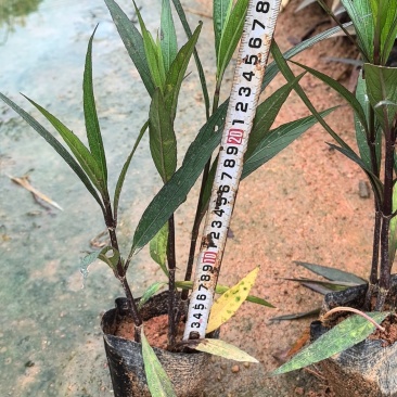 紫花翠芦莉市政货，3-7斤袋苗大量现货供应