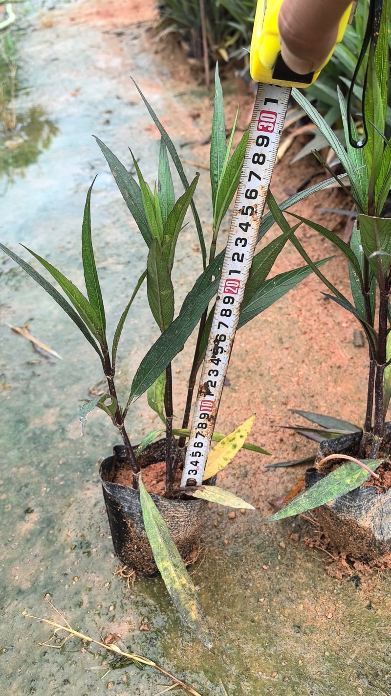 紫花翠芦莉市政货，3-7斤袋苗大量现货供应