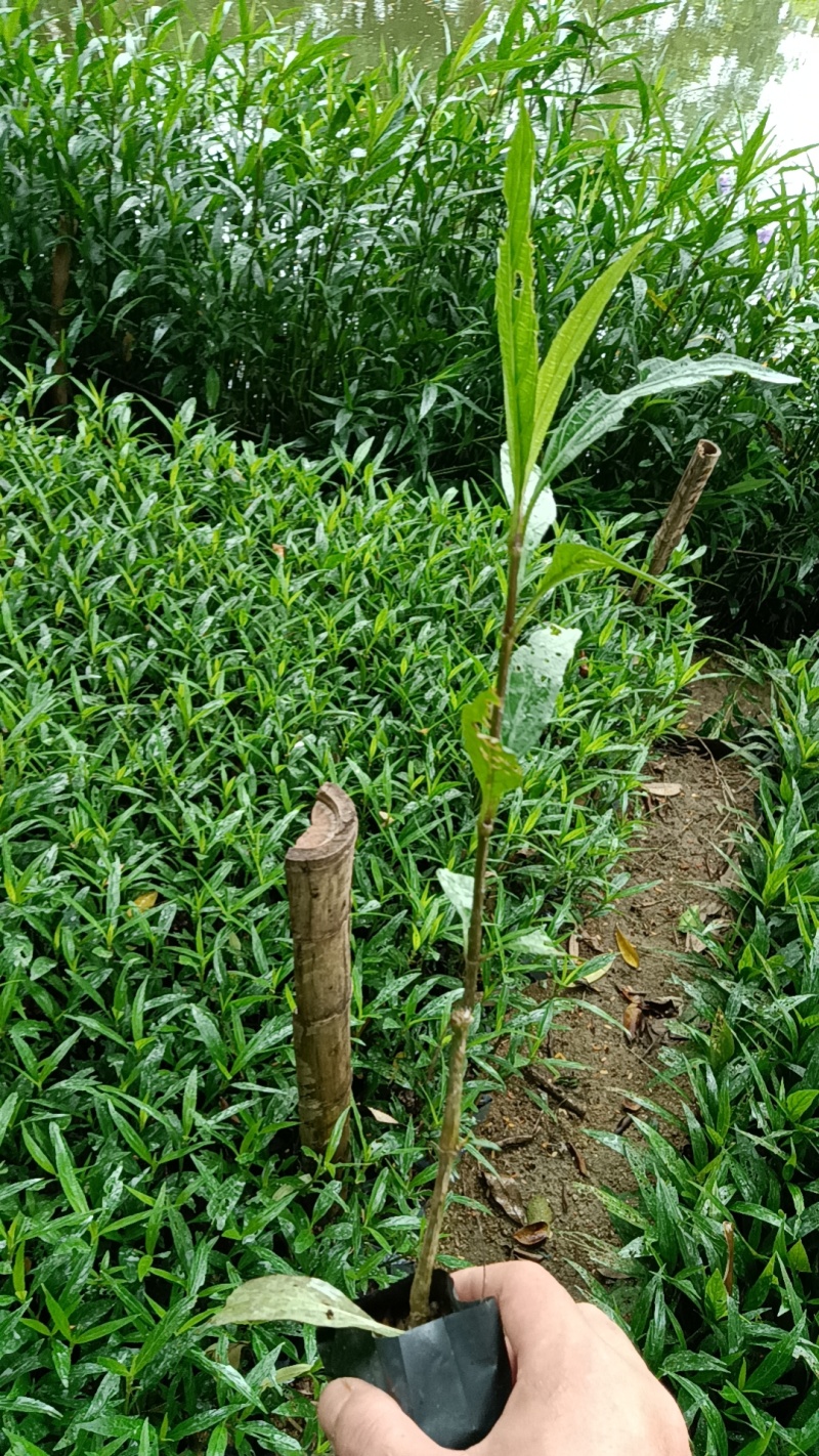 紫花翠芦莉市政货，3-7斤袋苗大量现货供应