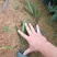 紫花翠芦莉市政货，3-7斤袋苗大量现货供应