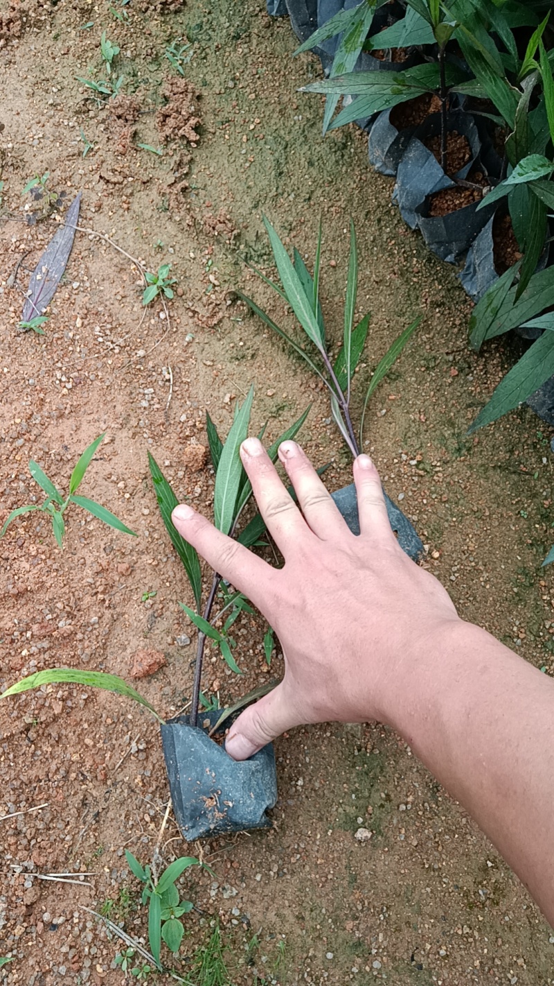 紫花翠芦莉市政货，3-7斤袋苗大量现货供应