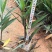 紫花翠芦莉市政货，3-7斤袋苗大量现货供应