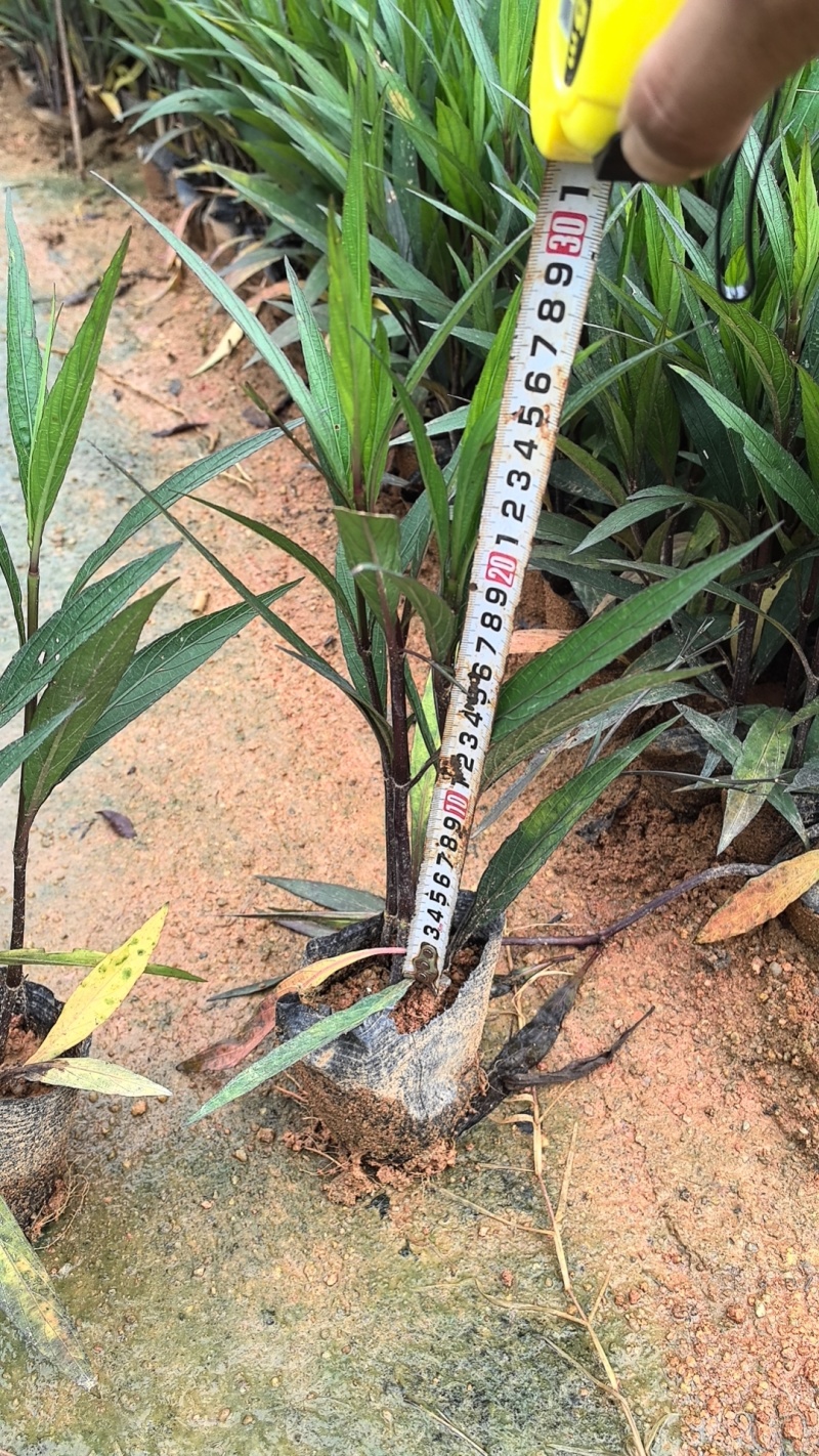 紫花翠芦莉市政货，3-7斤袋苗大量现货供应