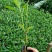 紫花翠芦莉市政货，3-7斤袋苗大量现货供应