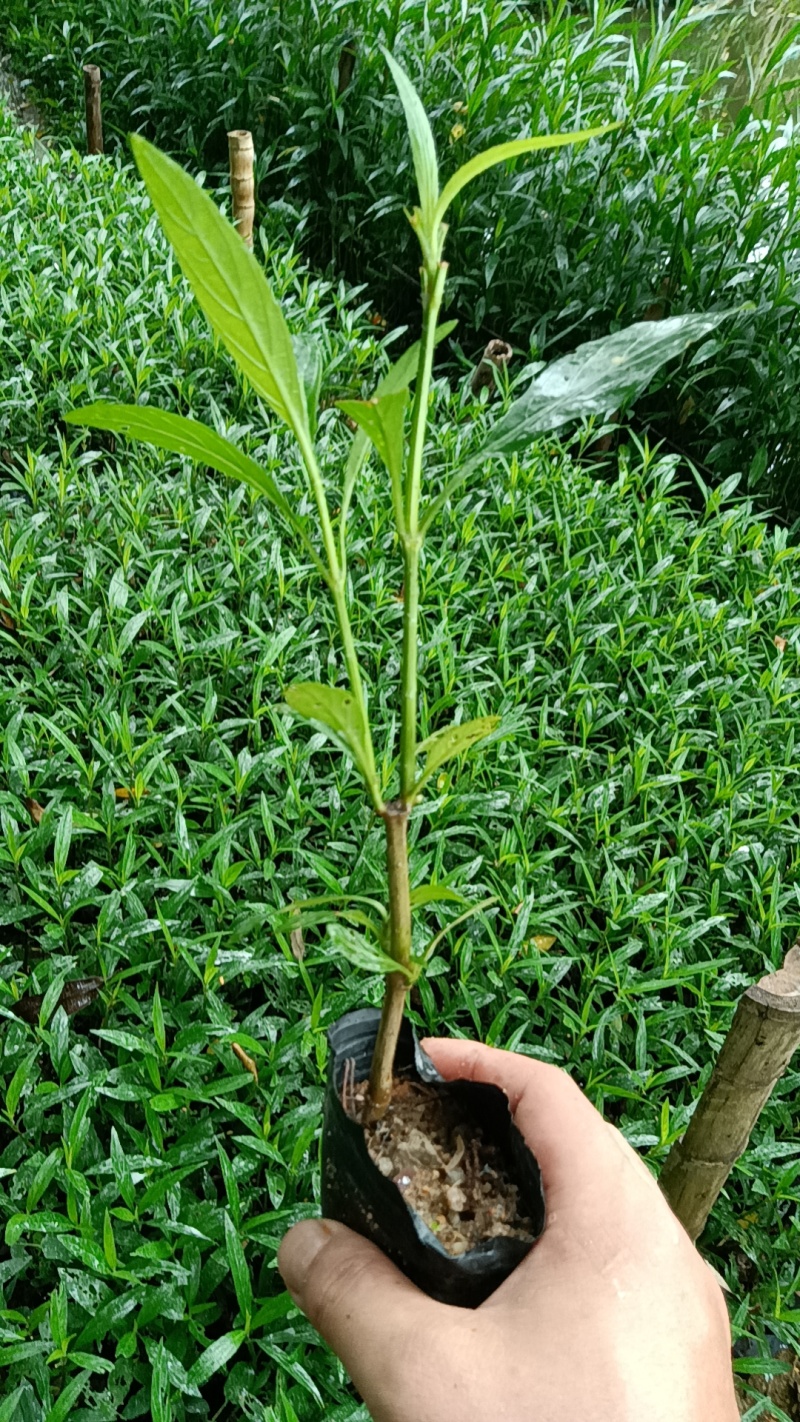 紫花翠芦莉市政货，3-7斤袋苗大量现货供应