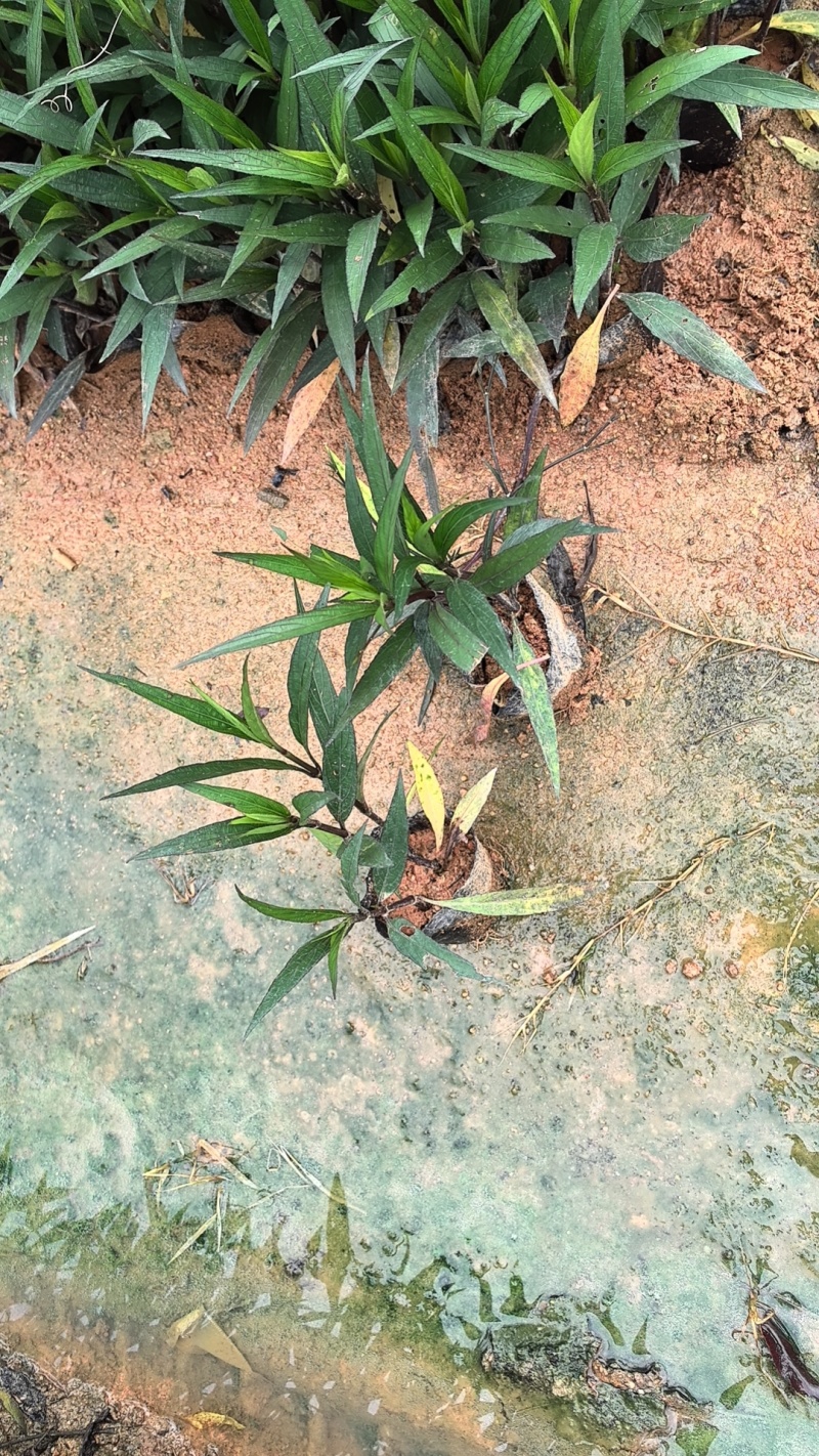 紫花翠芦莉市政货，3-7斤袋苗大量现货供应