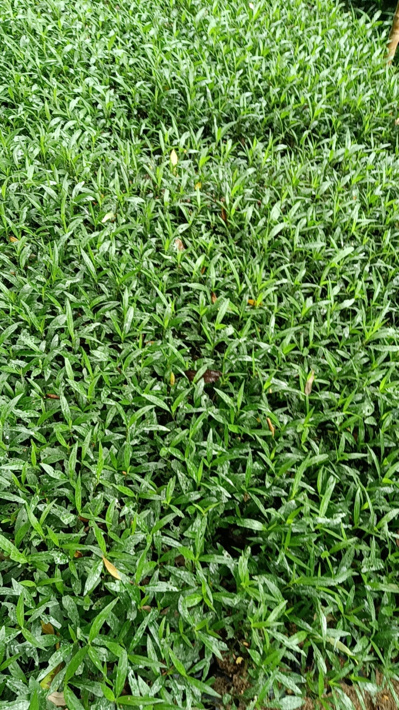 紫花翠芦莉市政货，3-7斤袋苗大量现货供应