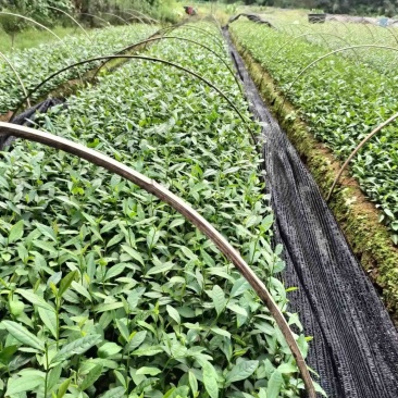 出售各类茶苗，水仙茶苗，肉桂茶苗，梅占水仙茶苗，305