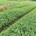 出售各类茶苗，水仙茶苗，肉桂茶苗，梅占水仙茶苗，305