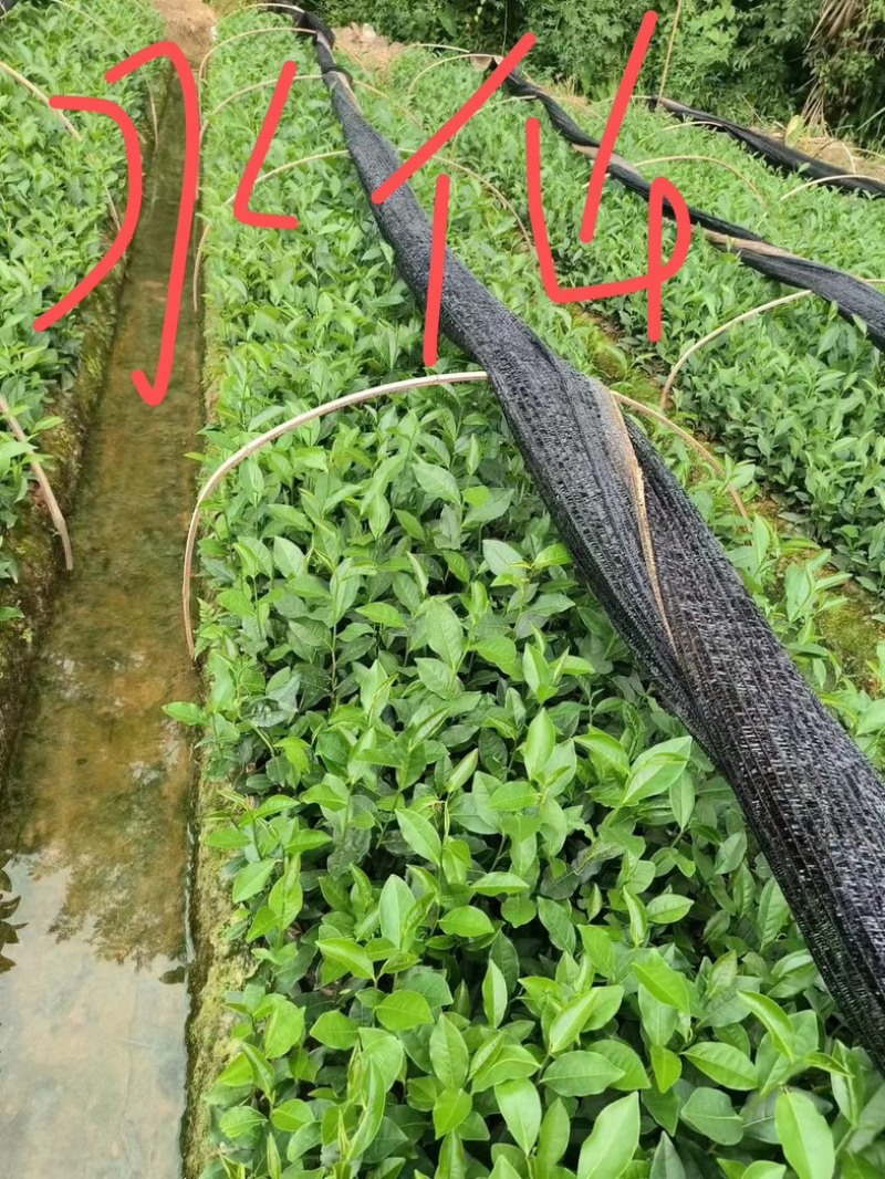 出售各类茶苗，水仙茶苗，肉桂茶苗，梅占水仙茶苗，305