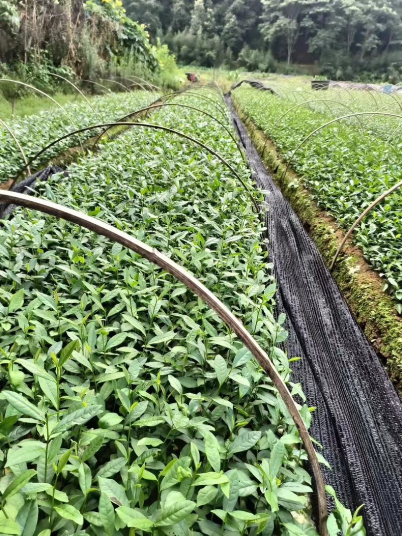 出售各类茶苗，水仙茶苗，肉桂茶苗，梅占水仙茶苗，305
