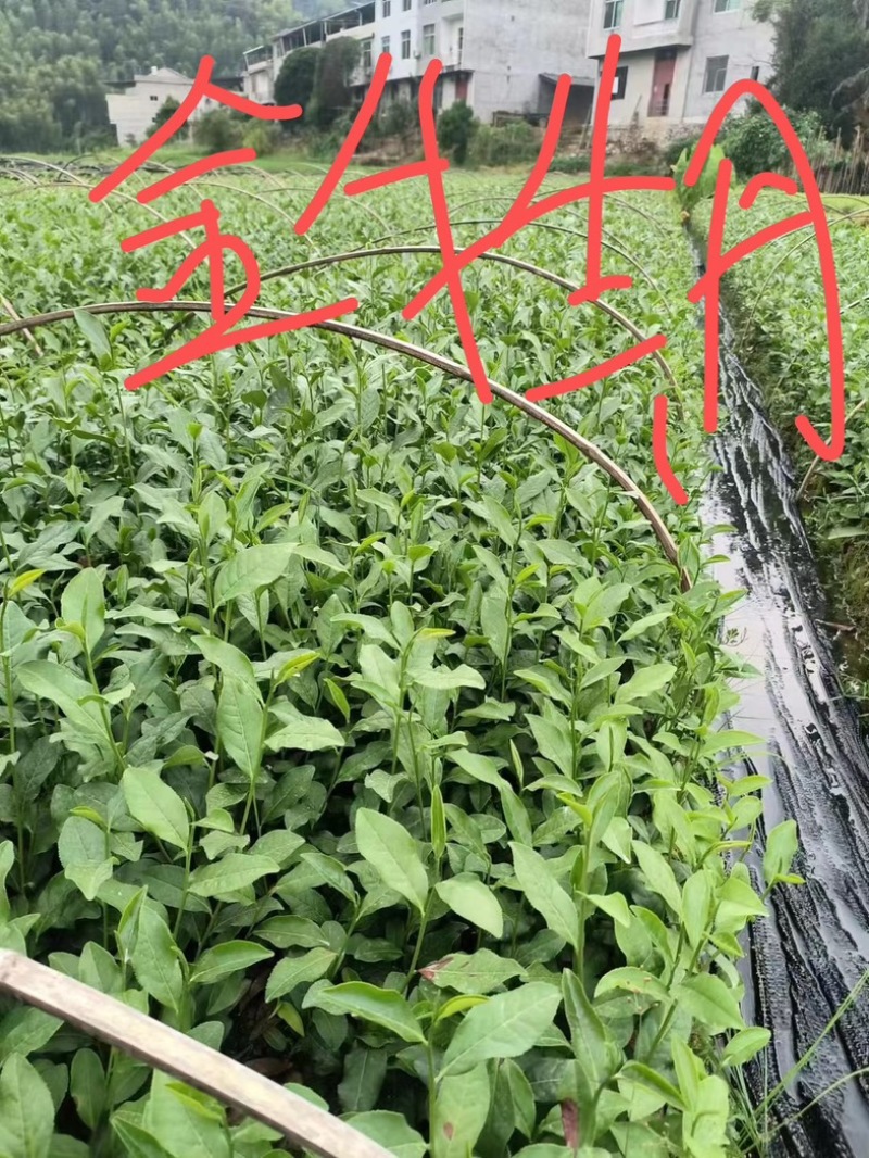 出售各类茶苗，水仙茶苗，肉桂茶苗，梅占水仙茶苗，305