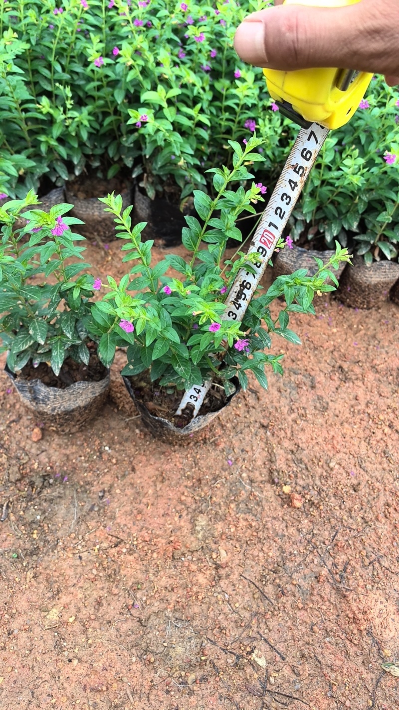 满天星市政货3-7斤袋苗大量现货供应