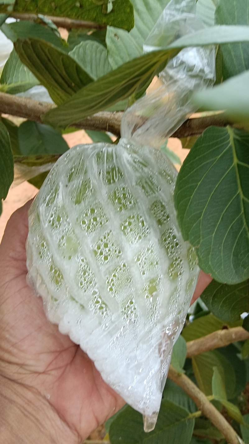 清甜爽脆珍珠白番石榴芭乐质量保证支持线上线下实地考察