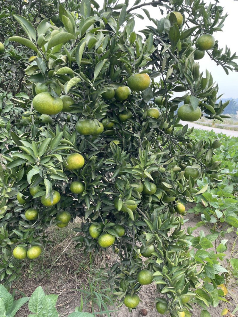 蜜橘现货，大量上市，接各大电商市场平台