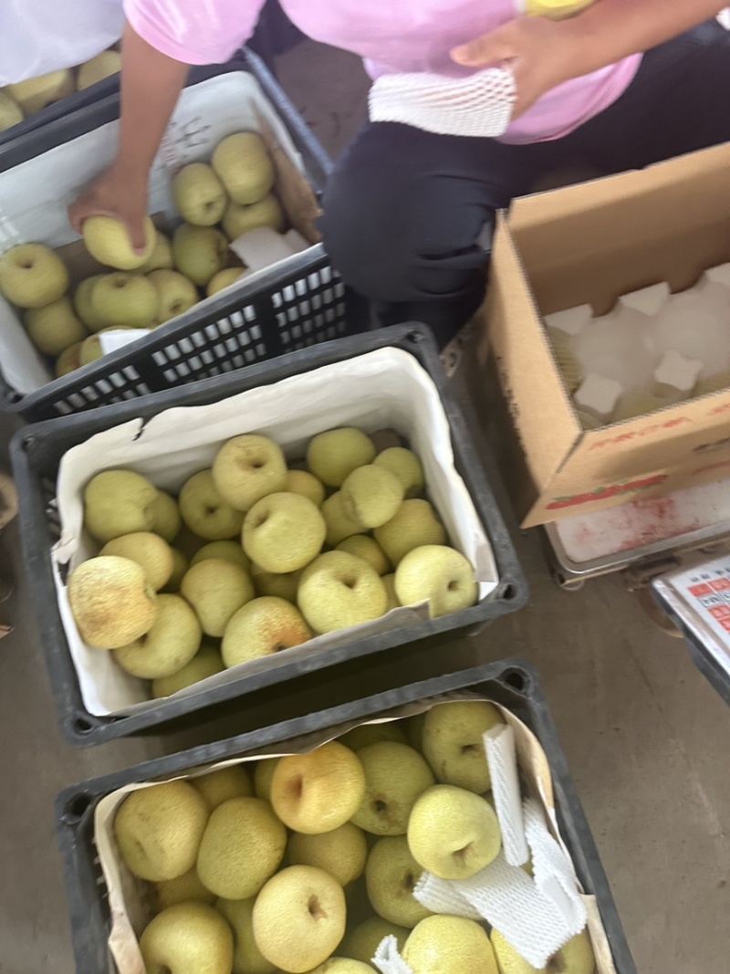 砀山酥梨一件代发支持各大平台淘宝拼多多抖音