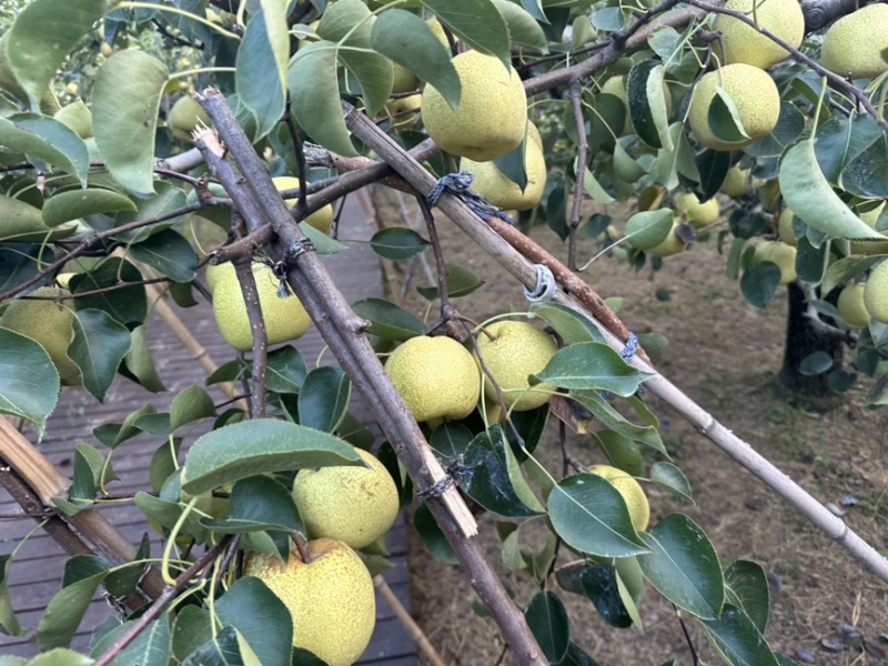 砀山酥梨一件代发支持各大平台淘宝拼多多抖音