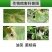 23.5%异菌脲悬浮剂油菜菌核病接触**剂美邦丰灿保护治