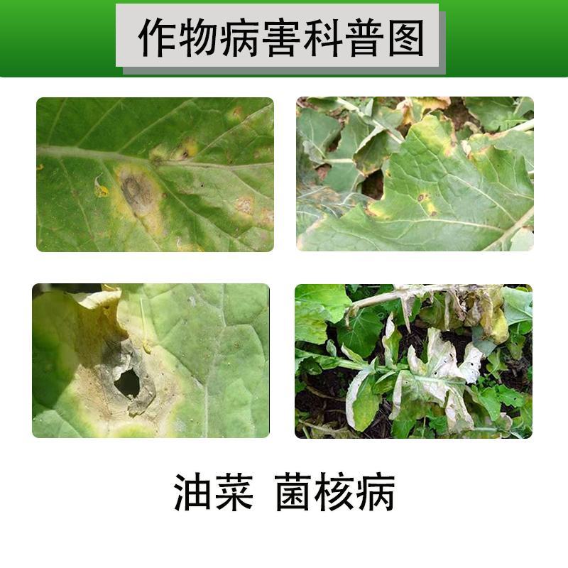 23.5%异菌脲悬浮剂油菜菌核病接触**剂美邦丰灿保护治