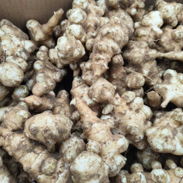 菊芋洋姜沙地菊芋量大质优过磅包车***********