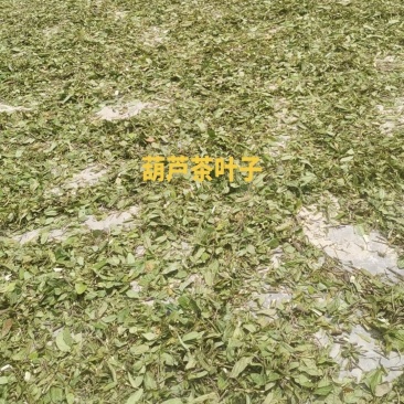 葫芦茶叶子