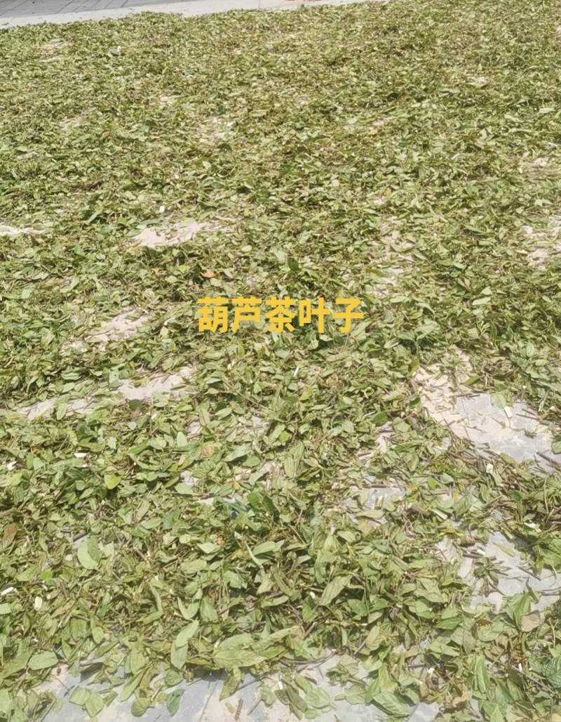 葫芦茶叶子