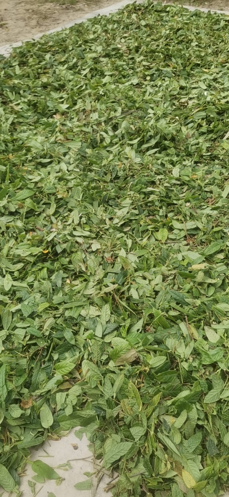 葫芦茶叶子